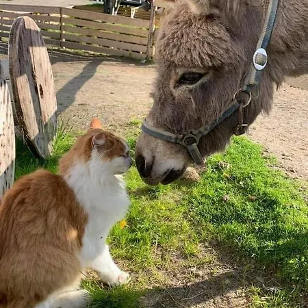 Koselig Dyregard I Kamp alanı