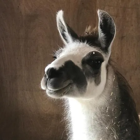 Koselig Dyregard I 营地 *