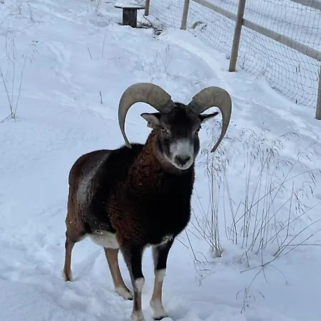 Koselig Dyregard I Tromsø